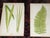 Antique 19th Century Botanical Fern Wood Engravings - Set of 12 For Sale - Image 4 of 9