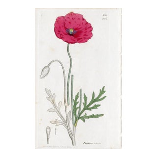 Antique Hand-Colored Botanical Print by the Sowerby Family — English Botany Series (C. 19th Century) F For Sale