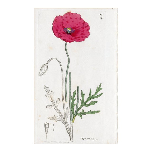 Antique Hand-Colored Botanical Print by the Sowerby Family — English Botany Series (C. 19th Century) F For Sale
