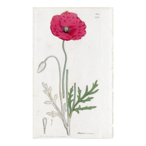 Antique Hand-Colored Botanical Print by the Sowerby Family — English Botany Series (C. 19th Century) F