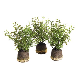 Maidenhair Drop-Ins, Set Of 3 For Sale