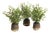 Maidenhair Drop-Ins, Set Of 3 For Sale