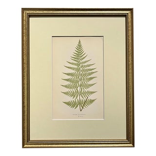 Antique Botanical Lithograph of a Fern Print by Edward J. Lowe London C.1867 For Sale