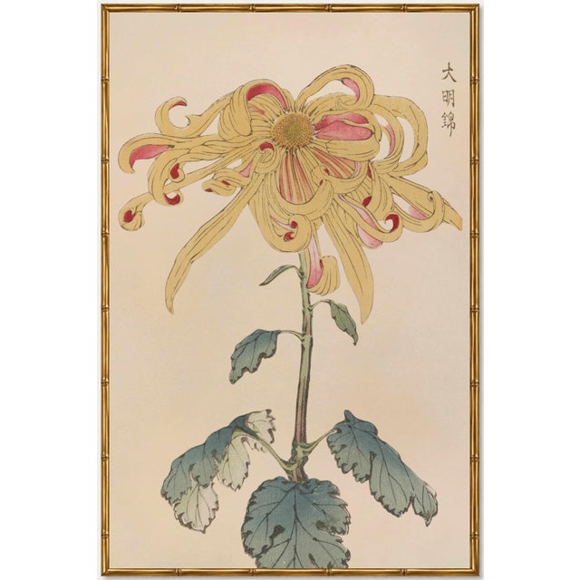 Golden Spider Chrysanthemum by Hasegawa Japanese Botanical Art Print, 40" X 60" For Sale In Buffalo - Image 6 of 11