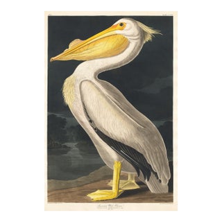 American White Pelican (Audubon), Vintage Art Print Reproduction, 24″ × 36″ For Sale