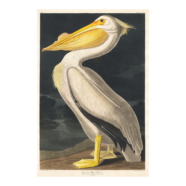 American White Pelican (Audubon), Vintage Art Print Reproduction, 24″ × 36″ For Sale