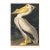 American White Pelican (Audubon), Vintage Art Print Reproduction, 24″ × 36″ For Sale