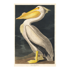 American White Pelican (Audubon), Vintage Art Print Reproduction, 24″ × 36″