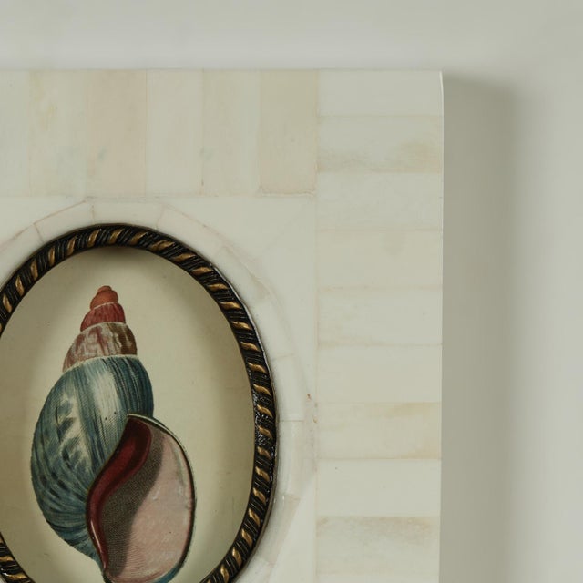 Pair of Petite Bone Framed Seashell Prints For Sale - Image 4 of 16