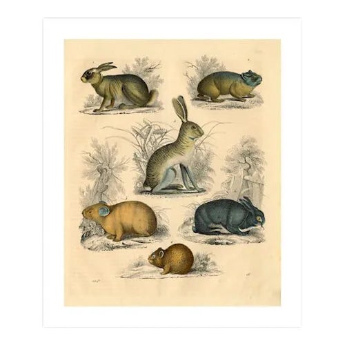 'Small Animals' Archival Reproduction Print For Sale