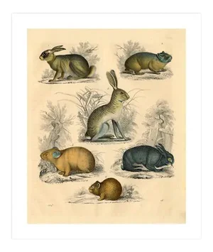 'Small Animals' Archival Reproduction Print