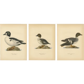 Scandinavian Bird Charts of Goldeneye Ducks, 1929, Prints, Set of 3 For Sale