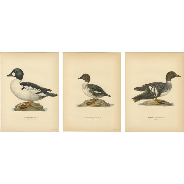 Scandinavian Bird Charts of Goldeneye Ducks, 1929, Prints, Set of 3 For Sale