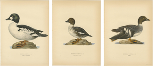 Scandinavian Bird Charts of Goldeneye Ducks, 1929, Prints, Set of 3