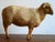 1930s Antique 1930s Zoological Sheep Figurine / Model Used in School For Sale - Image 5 of 11
