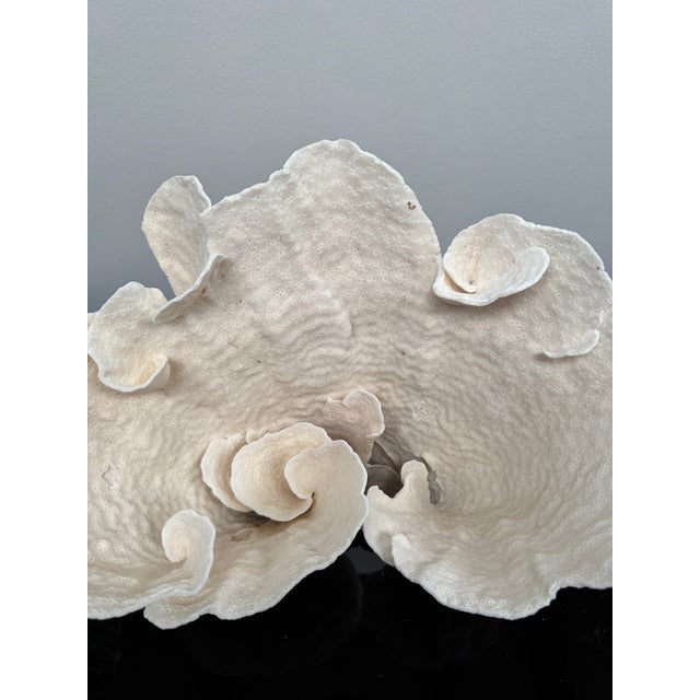 Large specimen of white cup coral. Beautiful natural formation inside and out. Cut flat on the bottom for display or...