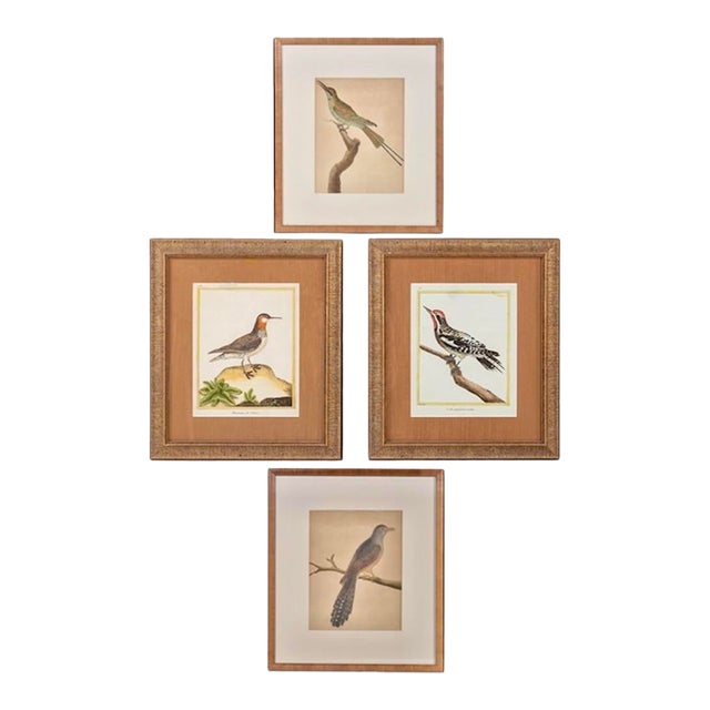 Birds: Antique Copperplate Engravings of by François Martinet - Set of Four For Sale