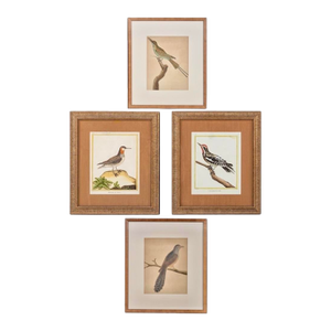 Birds: Antique Copperplate Engravings of by François Martinet - Set of Four