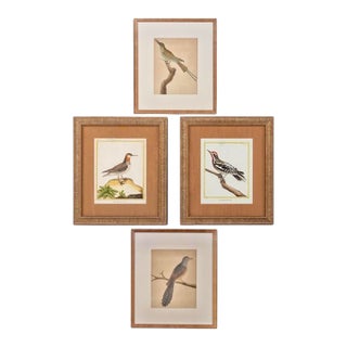 Birds: Copperplate Engravings of by François Martinet - Set of Four For Sale