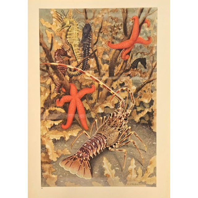 1945 Set of 3 Sea/Ocean Life Vintage Prints For Sale - Image 4 of 4