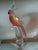 This is probably a Murano art glass cockatoo sculpture featuring a pink and gold aventurine sommerso body perched on a...