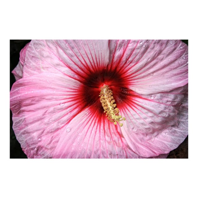 Sex Flower, Signed Limited Edition Oversize, 2017 For Sale