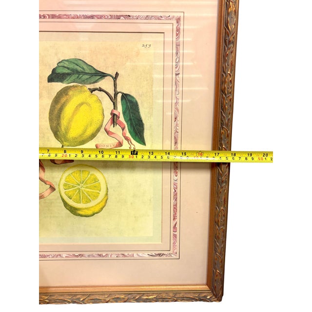 Pink Vintage Framed “Limon Sbardonius” Lemon Citrus Botanical Print After Giovanni Battista Ferrari For Sale - Image 8 of 11