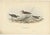 Antique bird print titled 'Little Sandpiper'. Old bird print depicting three little sandpiper. This print originates from...