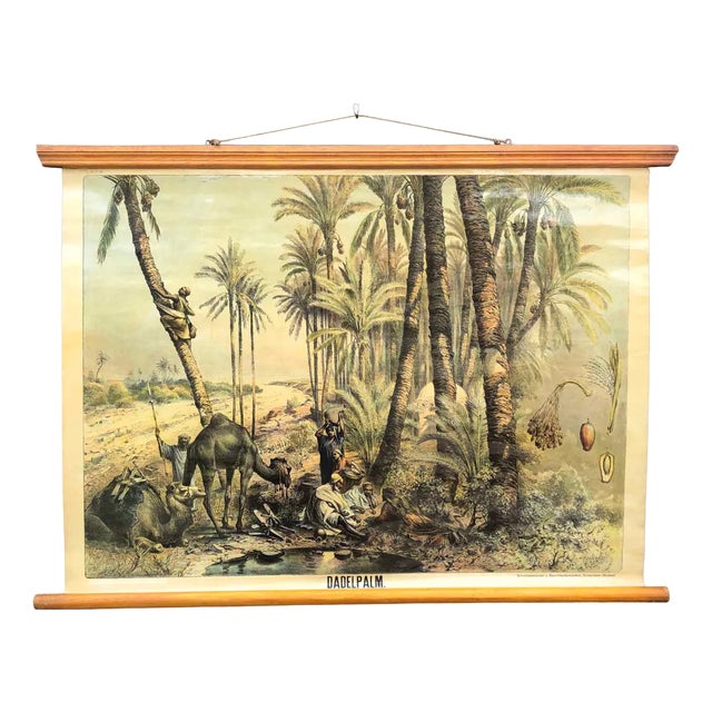 Vintage School Wall Chart, 1950s For Sale