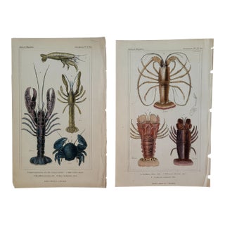 Pair of Antique Hand Colored Lobster Engravings From the Animal Kingdom by Cuvier of London, 1837 For Sale