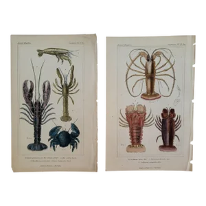 Pair of Antique Hand Colored Lobster Engravings From the Animal Kingdom by Cuvier of London, 1837