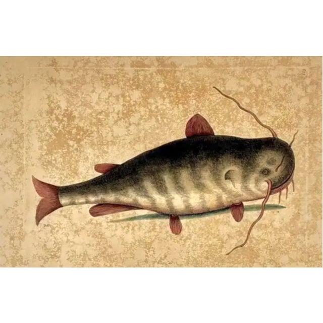 Cream 18th Century Framed Engravings by Mark Catesby, Set of Four Fish For Sale - Image 8 of 11