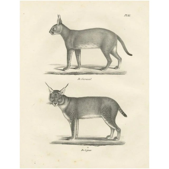 C.C. G. Zool., The Caracal and Lynx in Profile, 1836, Lithograph For Sale - Image 11 of 11