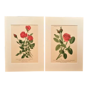 Pair 1893 French Botanical Antique Chromolithographs -Roses, Matted