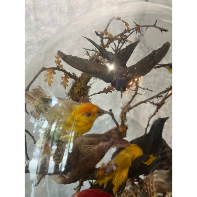 Antique 19th C Victorian Diorama of 13 tropical birds in a blown glass Dome with wood base