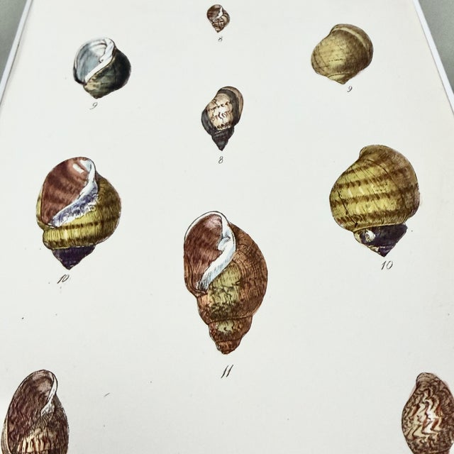 Wood Trio of 19th-Century Hand-Colored Sowerby Coastal Shell Engravings in Walnut Frames For Sale - Image 7 of 10
