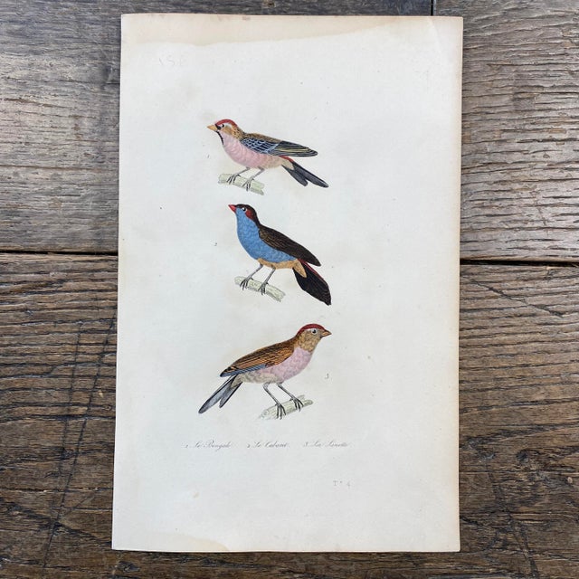 Super high quality in this lovely historical French 18th Century le bengali bird engraving! Bought in France near Paris....