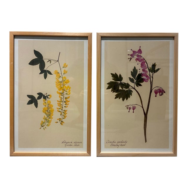 Pair of Kristina Fine Botanical Floral Prints – Golden Chain & Bleeding Heart, Framed For Sale