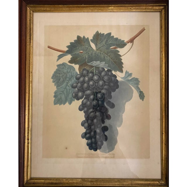 Traditional Antique 1809 Botanical Engraving With Grapes, Framed For Sale - Image 3 of 8