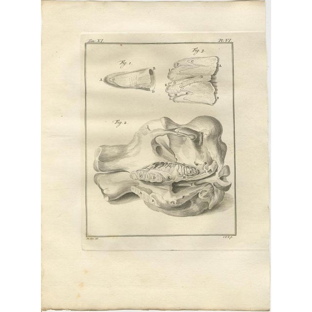 Paper Elephant Anatomy Engravings, 1769, Set of 6 For Sale - Image 7 of 9