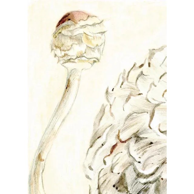 Contemporary Realistic Drawing, "Shaggy Parasol, Mushroom", Natural History Mixed-Media Drawing For Sale - Image 4 of 7