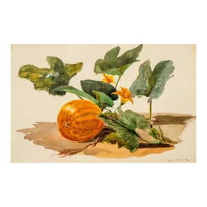 Charles De Wolf Brownell, Pumpkin Vine Watercolor Painting 19th C. American Artist Charles DeWolf Brownell, 1868