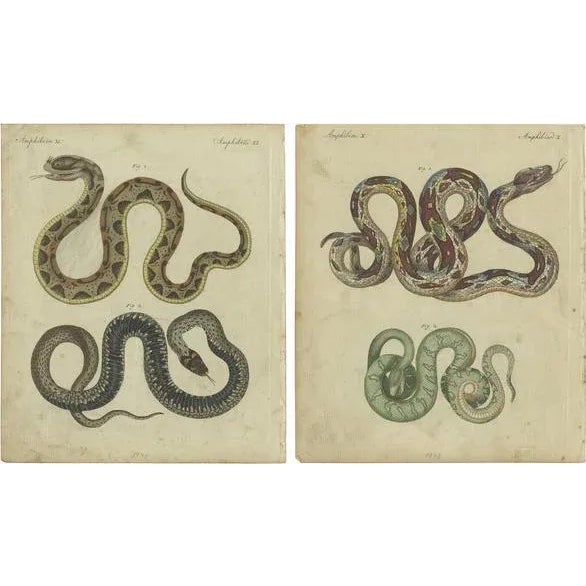 Bertuch, Illustrations of Various Snakes, 1800, Prints, Set of 2 For Sale - Image 5 of 5
