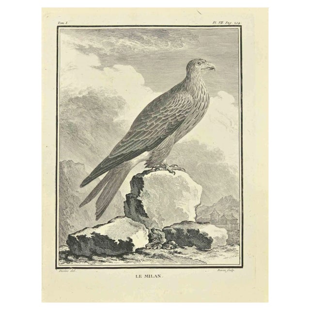 Jacques Baron, Le Milan, Etching, 1771 For Sale