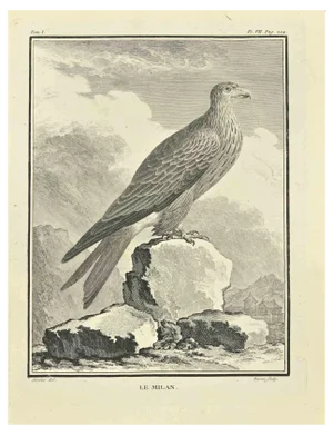 Jacques Baron, Le Milan, Etching, 1771