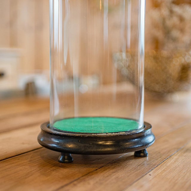 Early 20th Century 1910's Antique Collector's Dome For Sale - Image 5 of 9