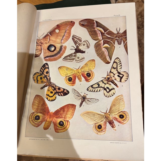 Drawing/Sketching Materials Early 1900s W..j. Holland Butterfly & Moth Books - Illustrated Natural History Volumes, GreenColth Set of 2 For Sale - Image 7 of 7