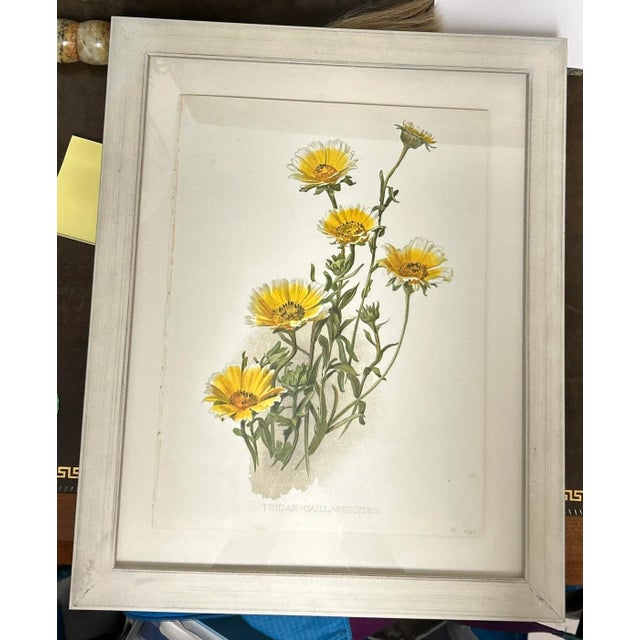 Antique Botanical Print Tridax Gaillardioides Original 1904 Print, Framed For Sale - Image 12 of 12