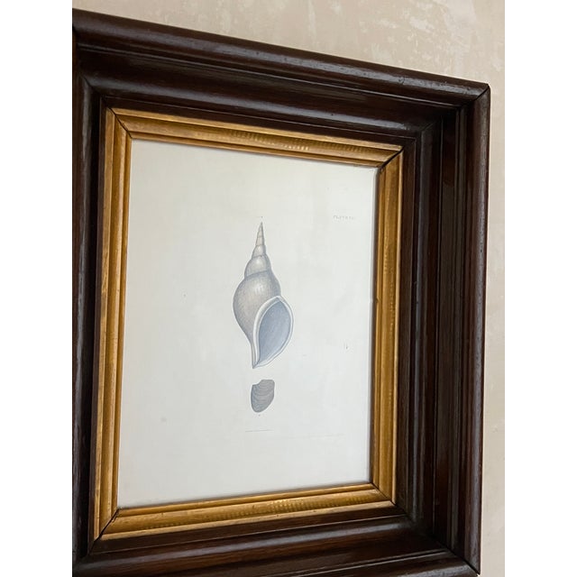 19th Century Antique Shell Engraving in Deep Inset Frame For Sale - Image 5 of 11