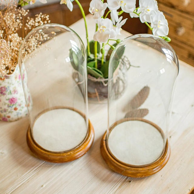 1850's Pair of Antique Display Domes For Sale - Image 9 of 10